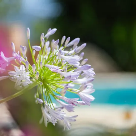 Arapaki Secret Garden *